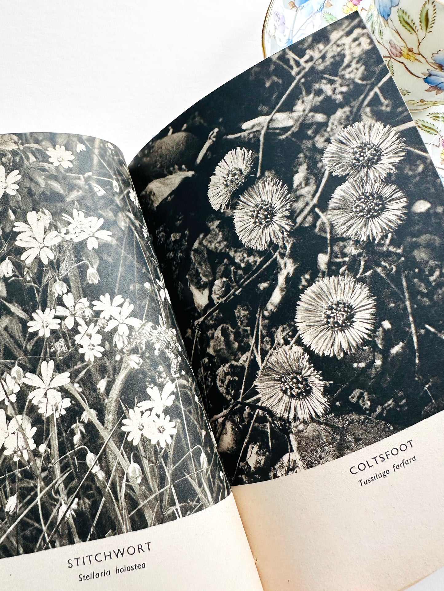Vintage 1950s Mid-Century More Common Wild Flowers Illustrated Reference Book