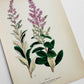 Antique 1909 Farm Weeds of Canada Steeple Bush 6.75 by 9.75 Book Plate