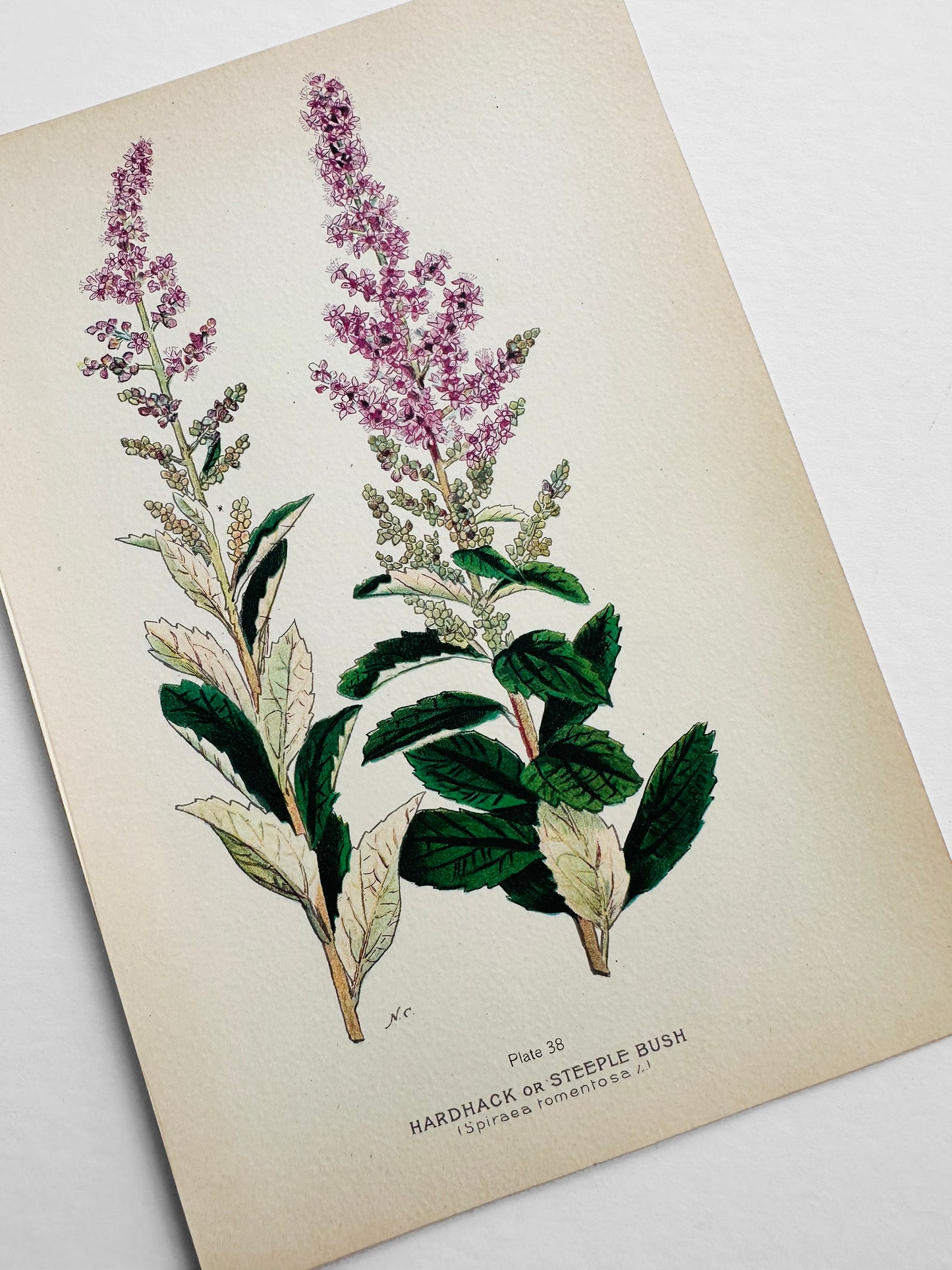 Antique 1909 Farm Weeds of Canada Steeple Bush 6.75 by 9.75 Book Plate