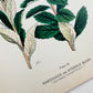 Antique 1909 Farm Weeds of Canada Steeple Bush 6.75 by 9.75 Book Plate