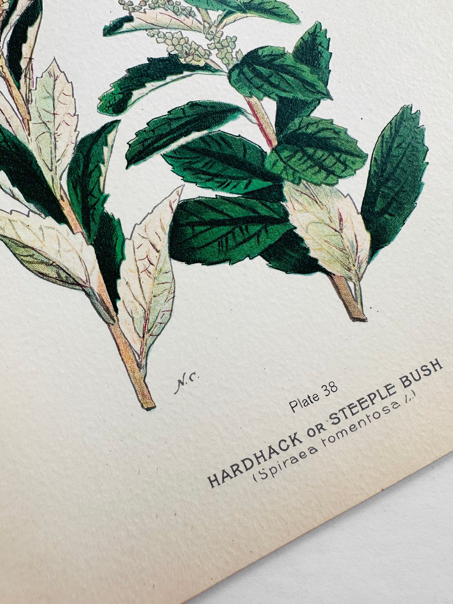 Antique 1909 Farm Weeds of Canada Steeple Bush 6.75 by 9.75 Book Plate