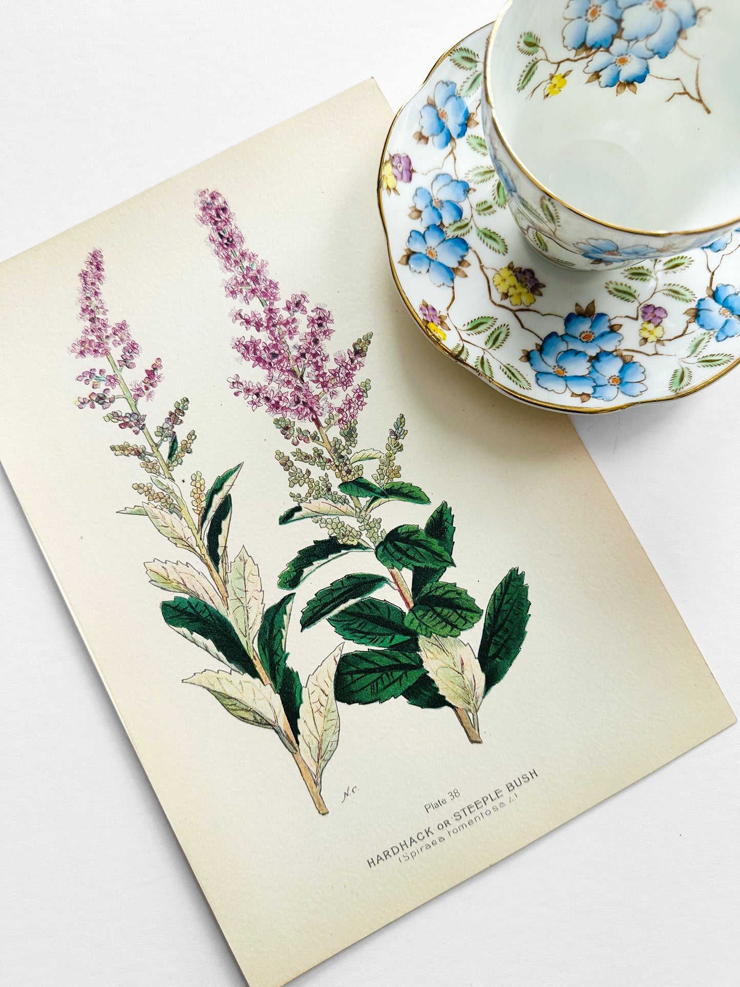 Antique 1909 Farm Weeds of Canada Steeple Bush 6.75 by 9.75 Book Plate