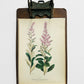 Antique 1909 Farm Weeds of Canada Steeple Bush 6.75 by 9.75 Book Plate