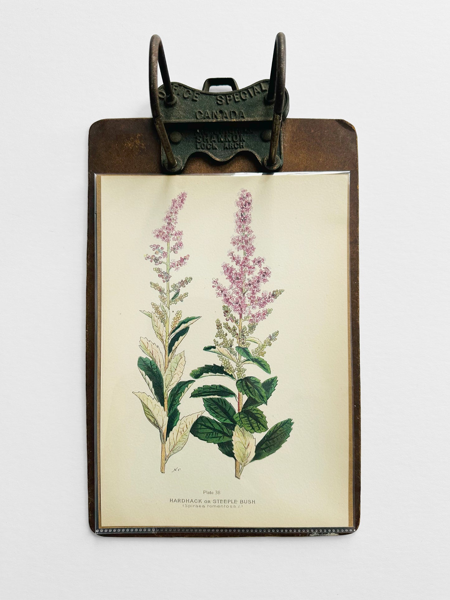 Antique 1909 Farm Weeds of Canada Steeple Bush 6.75 by 9.75 Book Plate