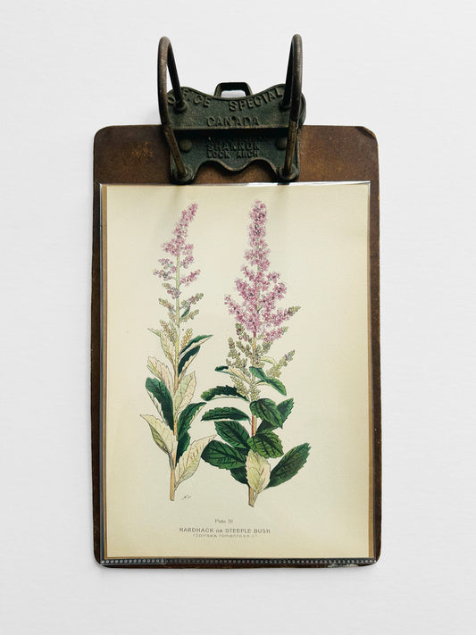 Antique 1909 Farm Weeds of Canada Steeple Bush 6.75 by 9.75 Book Plate