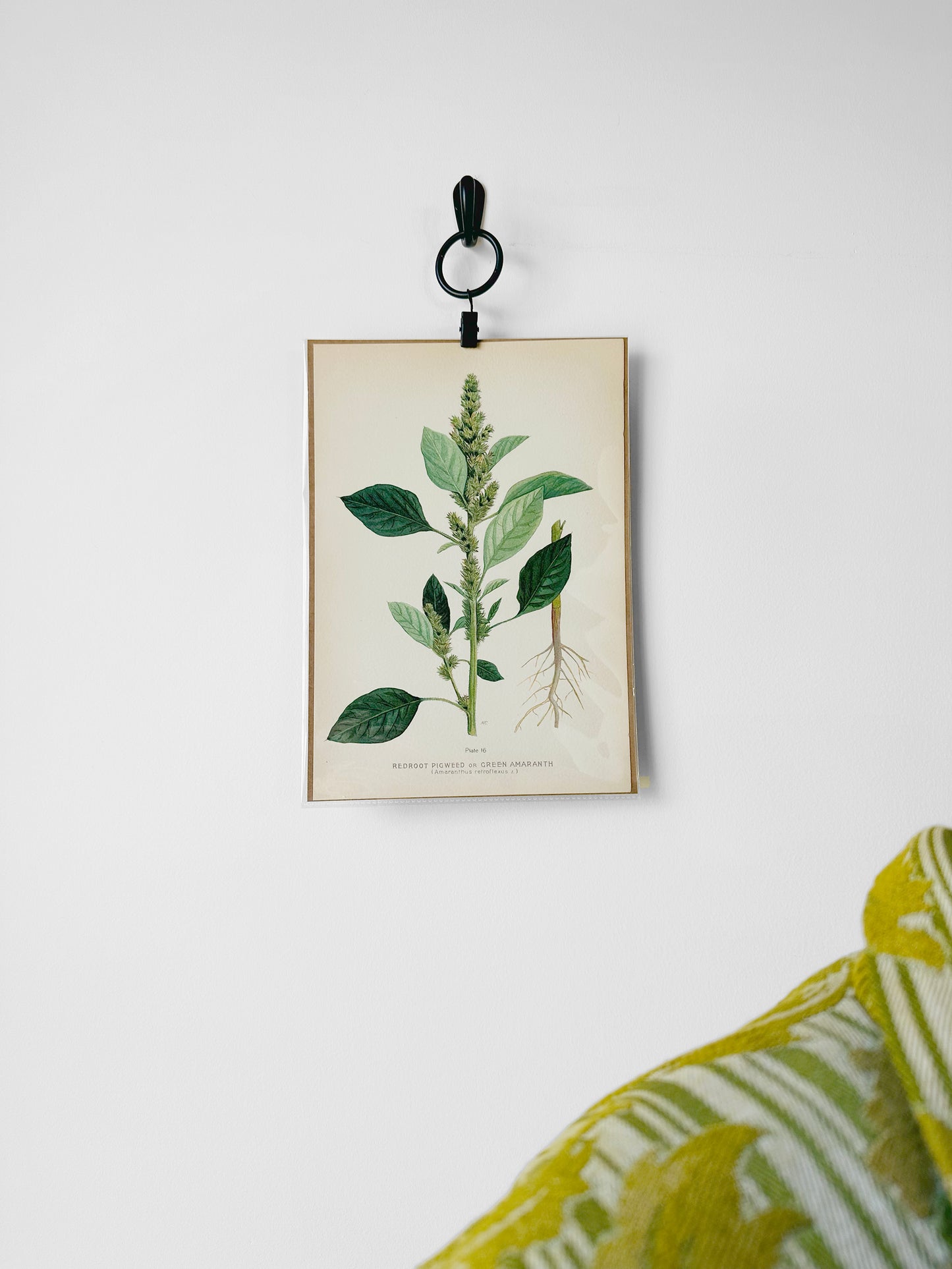 1909 Farm Weeds of Canada Book Plate Wall Hanging - Green Amaranth or Redroot Pigweed