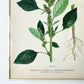 1909 Farm Weeds of Canada Book Plate Wall Hanging - Green Amaranth or Redroot Pigweed