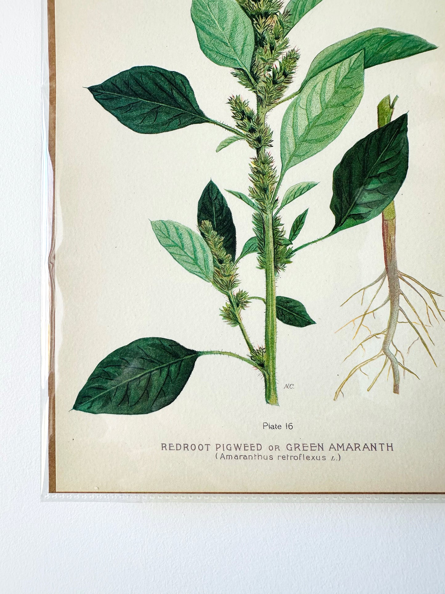 1909 Farm Weeds of Canada Book Plate Wall Hanging - Green Amaranth or Redroot Pigweed