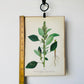 1909 Farm Weeds of Canada Book Plate Wall Hanging - Green Amaranth or Redroot Pigweed