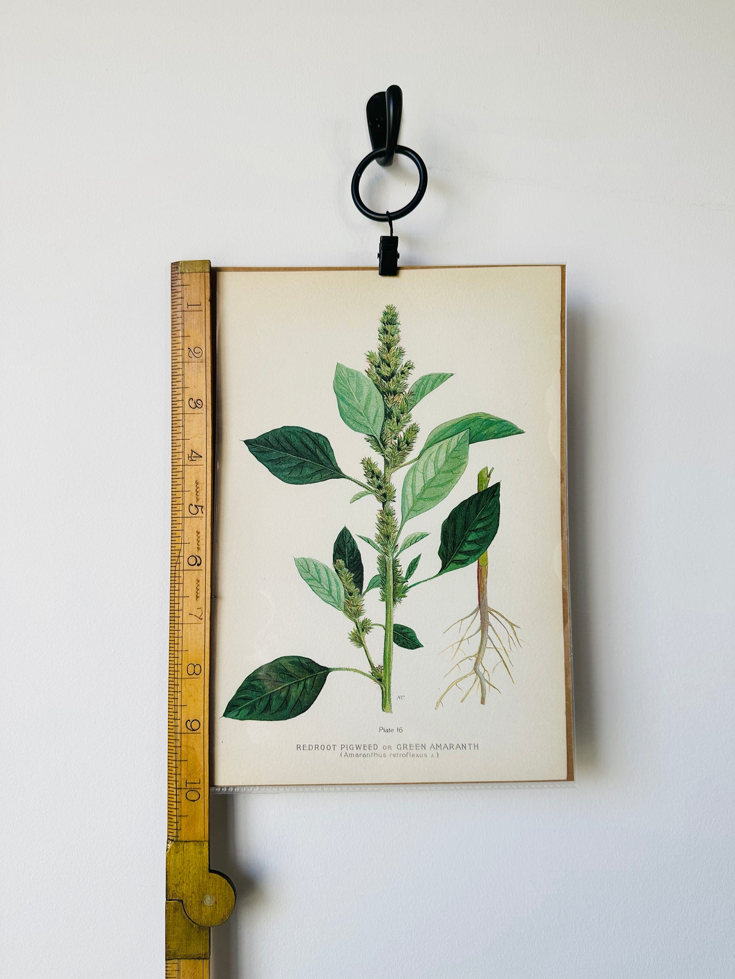 1909 Farm Weeds of Canada Book Plate Wall Hanging - Green Amaranth or Redroot Pigweed