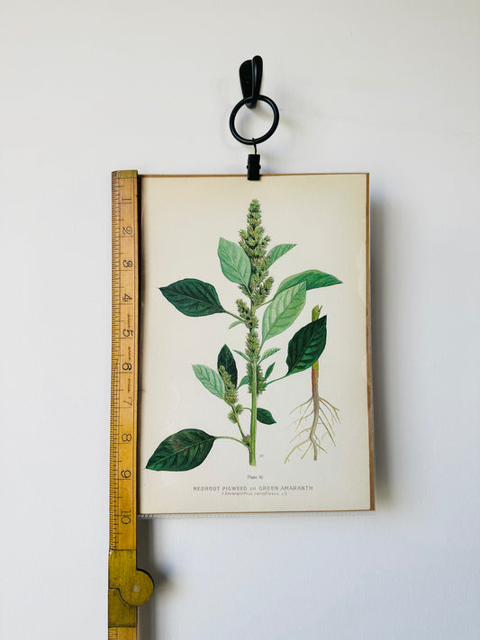 1909 Farm Weeds of Canada Book Plate Wall Hanging - Green Amaranth or Redroot Pigweed