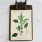 1909 Farm Weeds of Canada Book Plate Wall Hanging - Green Amaranth or Redroot Pigweed