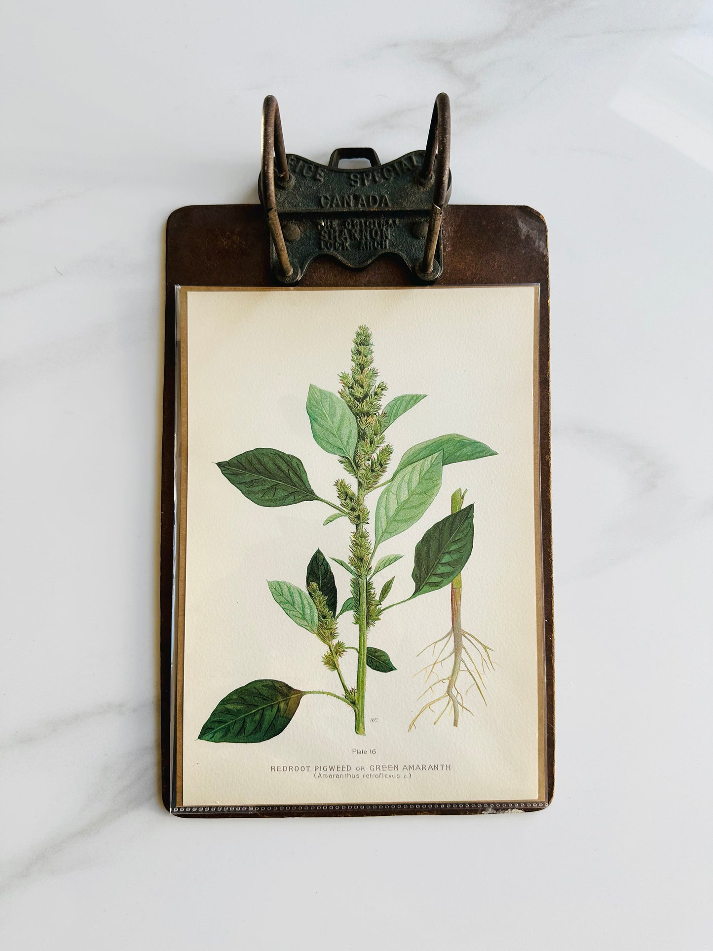 1909 Farm Weeds of Canada Book Plate Wall Hanging - Green Amaranth or Redroot Pigweed