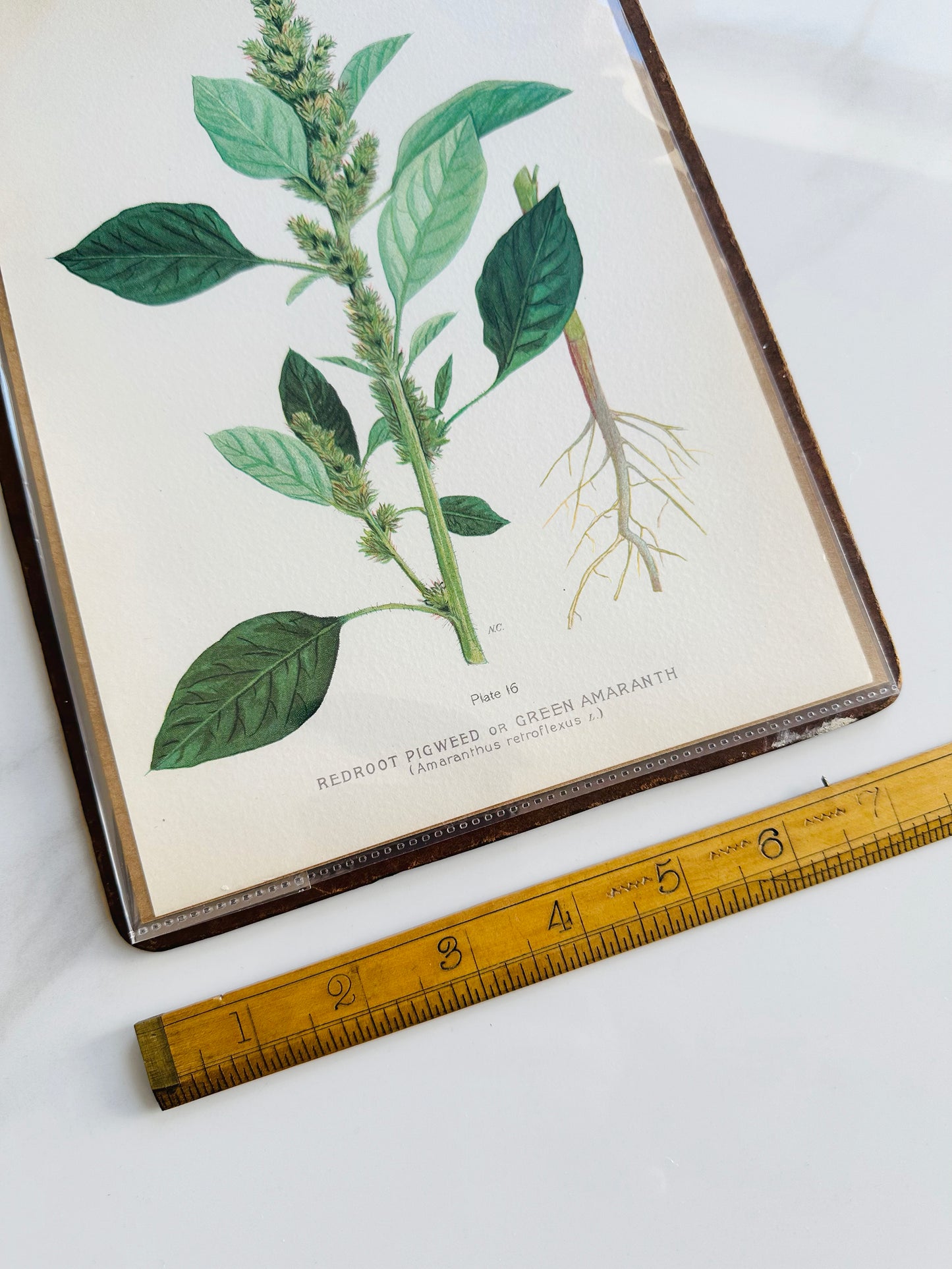 1909 Farm Weeds of Canada Book Plate Wall Hanging - Green Amaranth or Redroot Pigweed