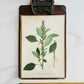 1909 Farm Weeds of Canada Book Plate Wall Hanging - Green Amaranth or Redroot Pigweed