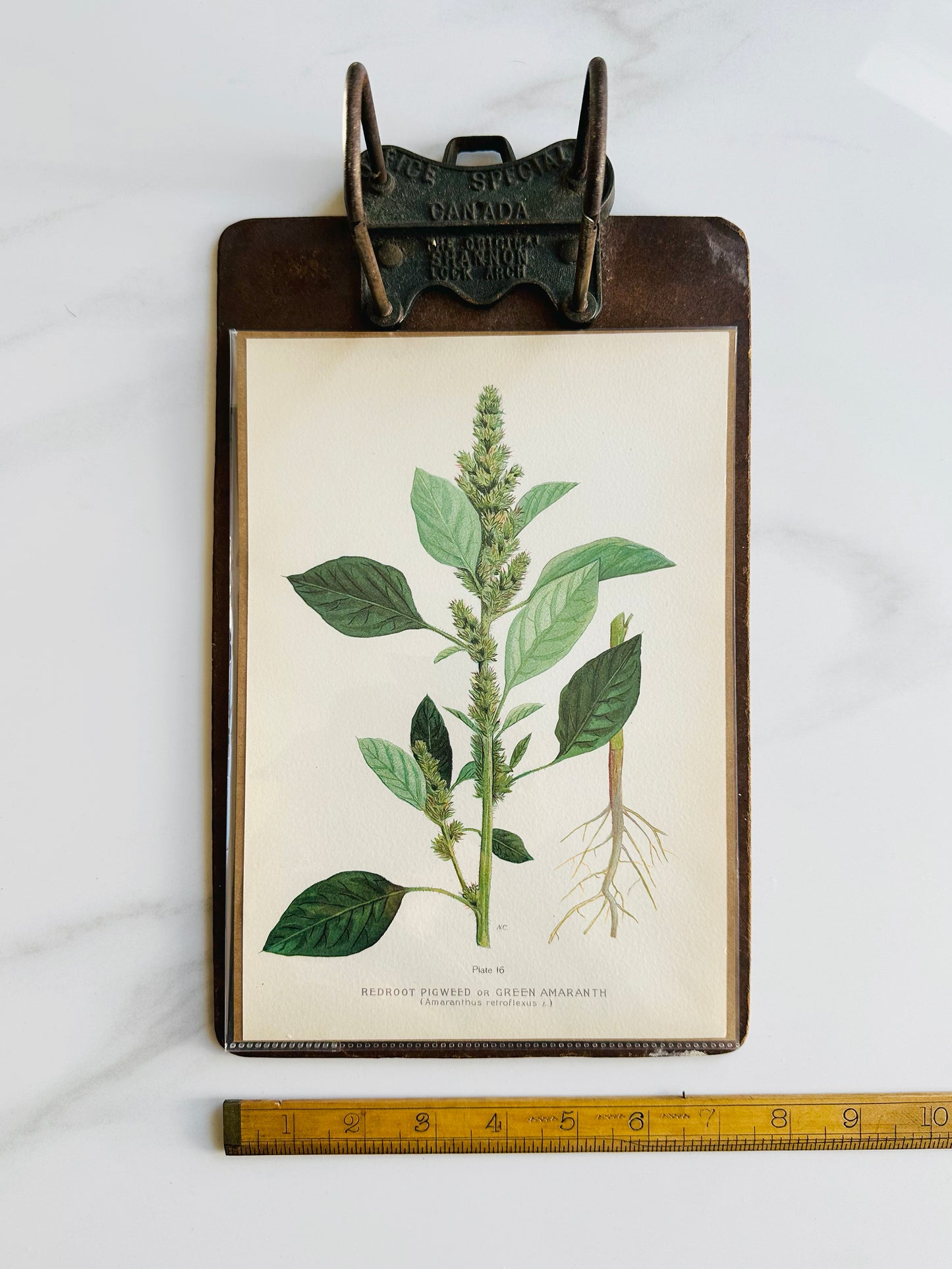 1909 Farm Weeds of Canada Book Plate Wall Hanging - Green Amaranth or Redroot Pigweed