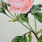 Vintage 1980s 10 by 13 French Artist P.J. Redoute Rose Book Plate Art Print