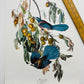 Vintage Mid-Century Audubon 17 by 14 Original Florida Jay Art Print Wall Hanging