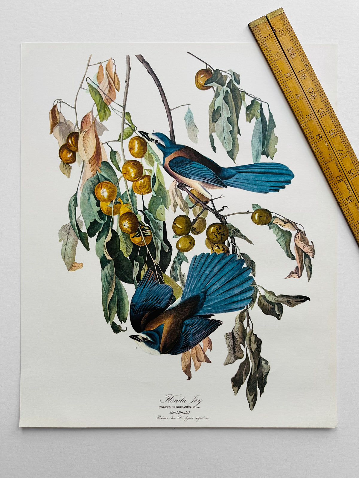 Vintage Mid-Century Audubon 17 by 14 Original Florida Jay Art Print Wall Hanging