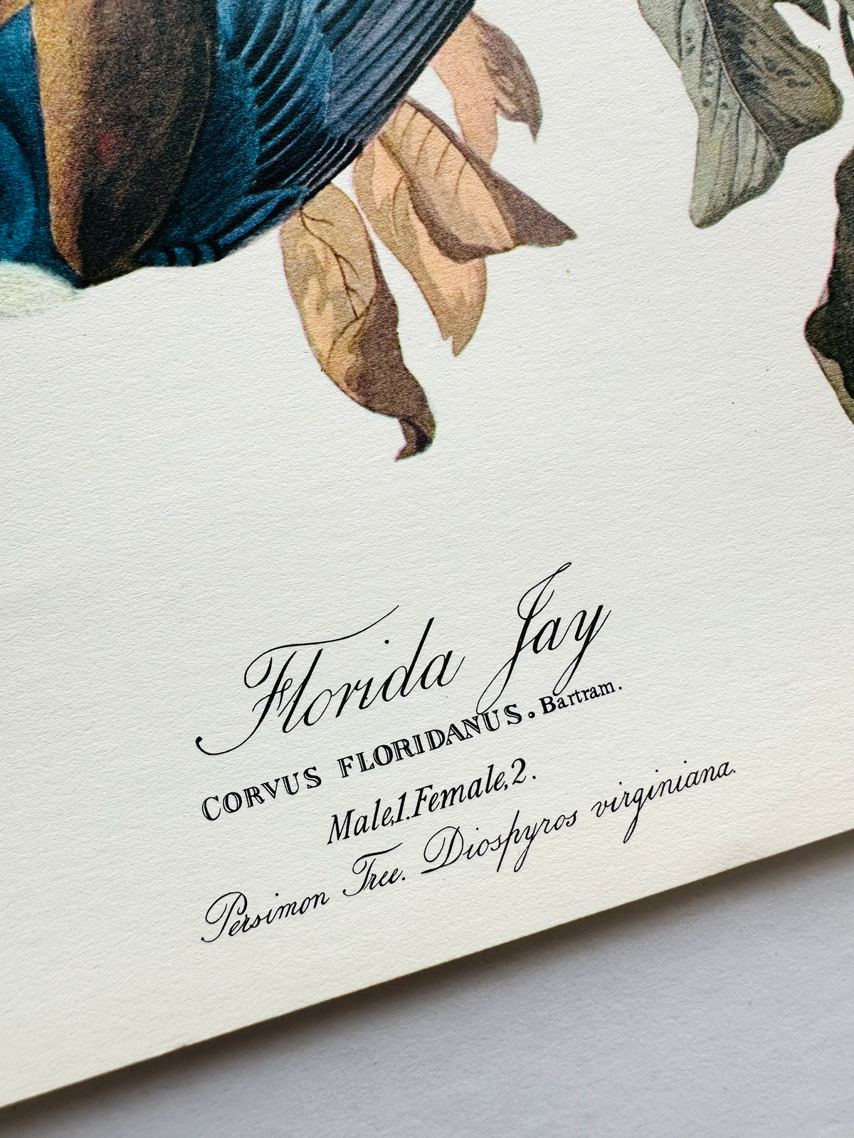 Vintage Mid-Century Audubon 17 by 14 Original Florida Jay Art Print Wall Hanging