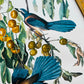 Vintage Mid-Century Audubon 17 by 14 Original Florida Jay Art Print Wall Hanging