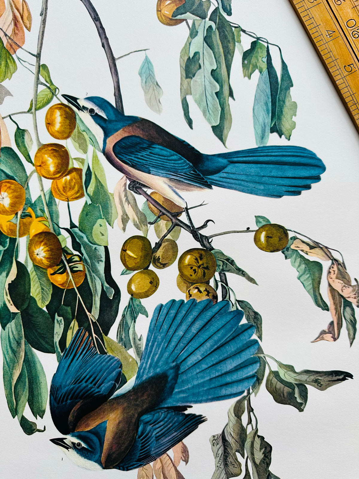 Vintage Mid-Century Audubon 17 by 14 Original Florida Jay Art Print Wall Hanging