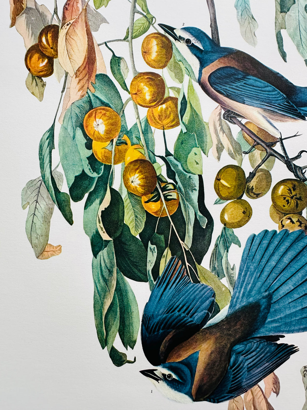 Vintage Mid-Century Audubon 17 by 14 Original Florida Jay Art Print Wall Hanging