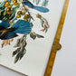 Vintage Mid-Century Audubon 17 by 14 Original Florida Jay Art Print Wall Hanging