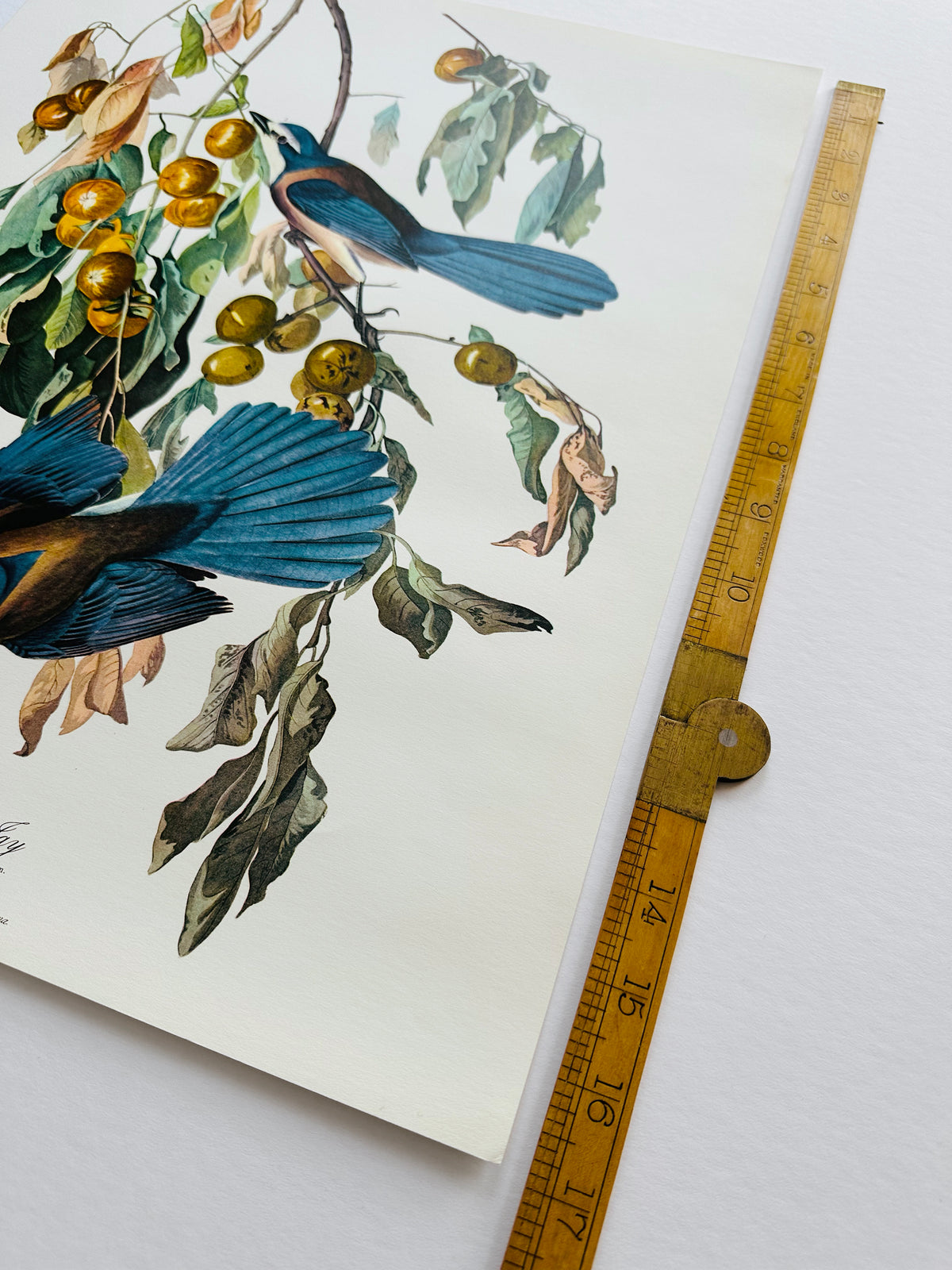 Vintage Mid-Century Audubon 17 by 14 Original Florida Jay Art Print Wall Hanging