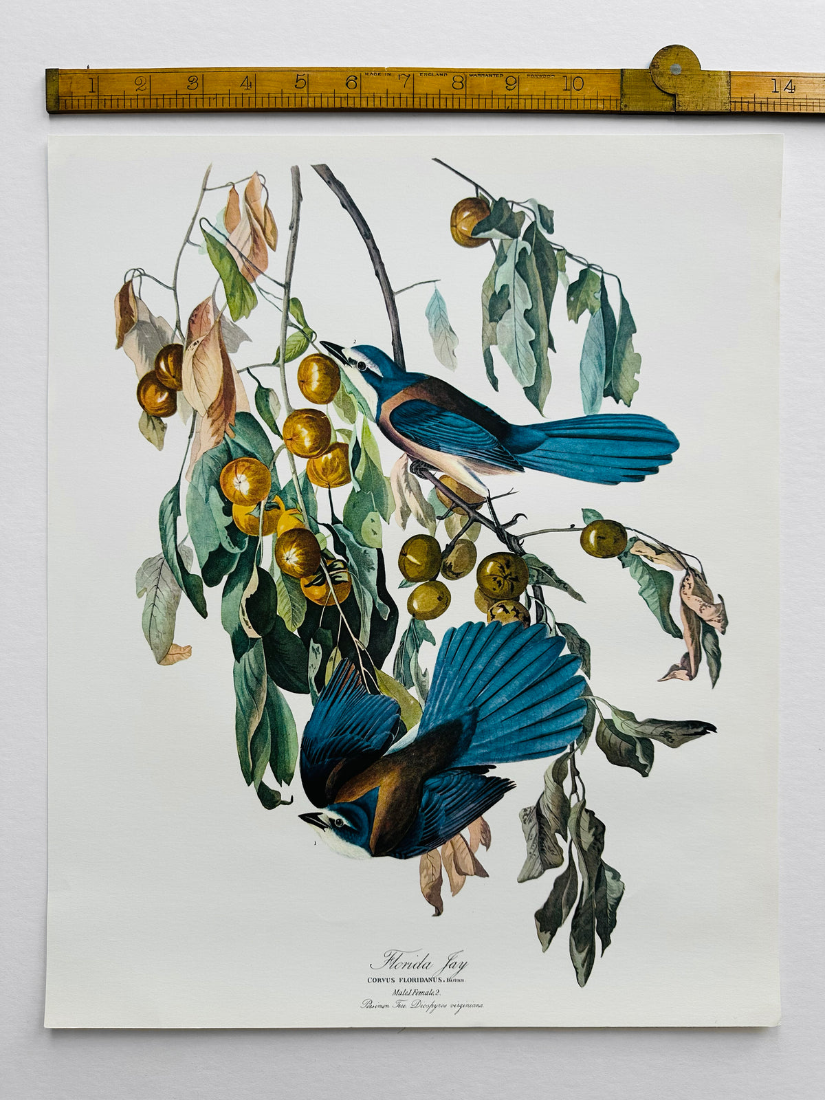 Vintage Mid-Century Audubon 17 by 14 Original Florida Jay Art Print Wall Hanging