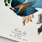 Vintage Mid-Century Audubon 17 by 14 Original Florida Jay Art Print Wall Hanging
