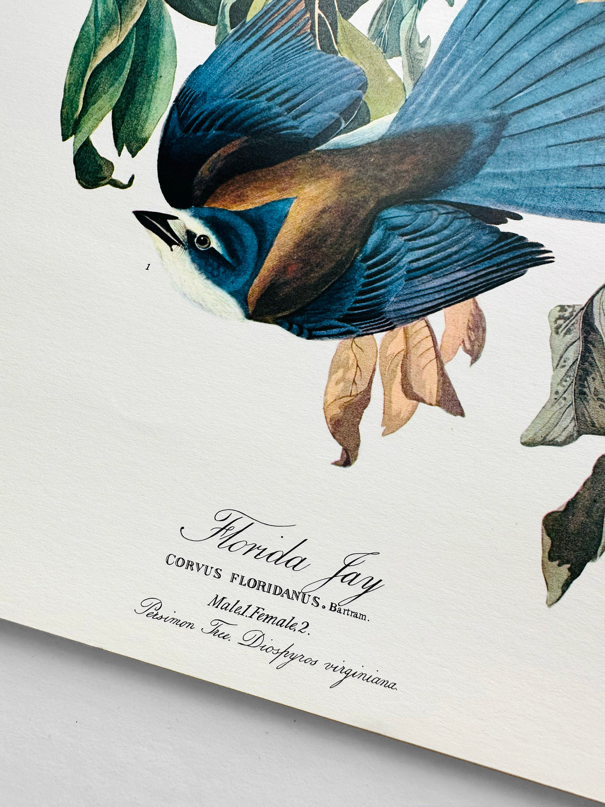 Vintage Mid-Century Audubon 17 by 14 Original Florida Jay Art Print Wall Hanging