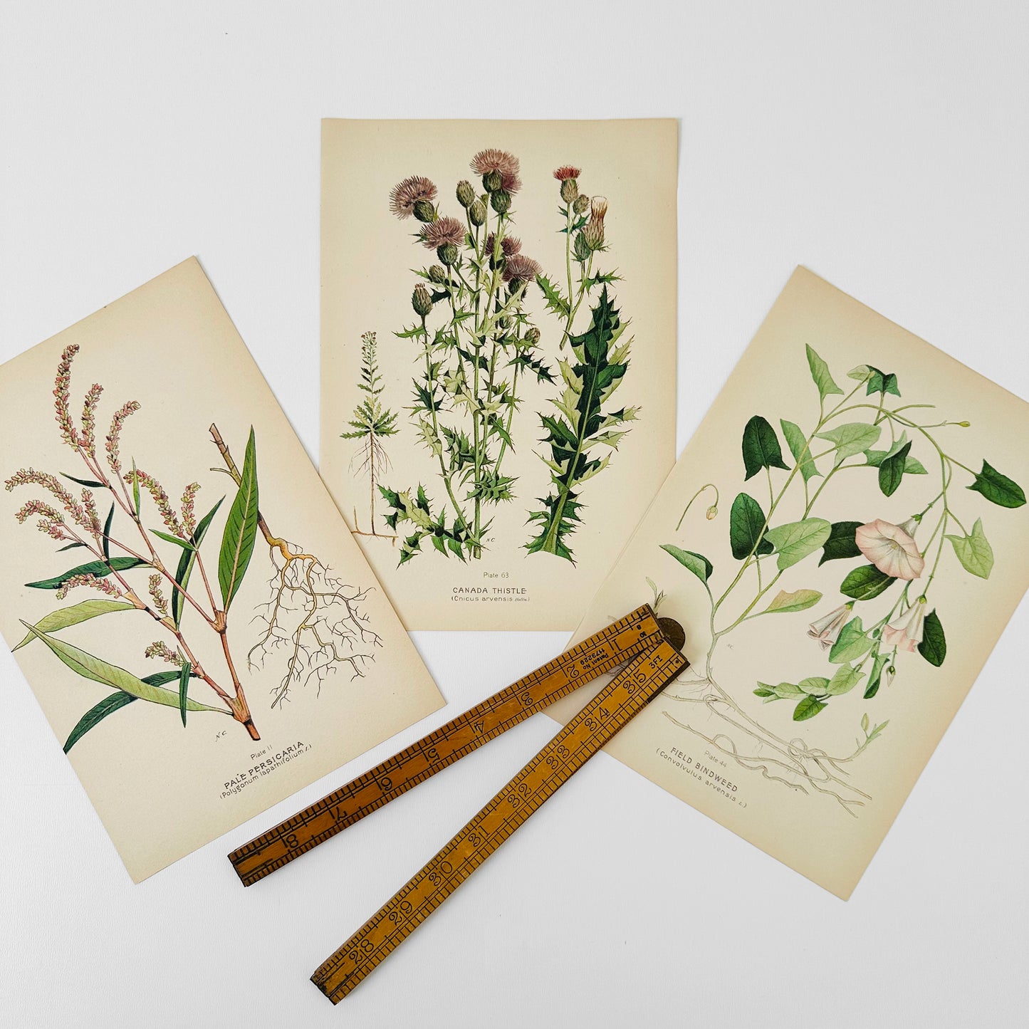 1909 Farm Weeds of Canada Floral 7 by 10 Bookplate Wall Hangings Set of Three