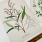 1909 Farm Weeds of Canada Floral 7 by 10 Bookplate Wall Hangings Set of Three