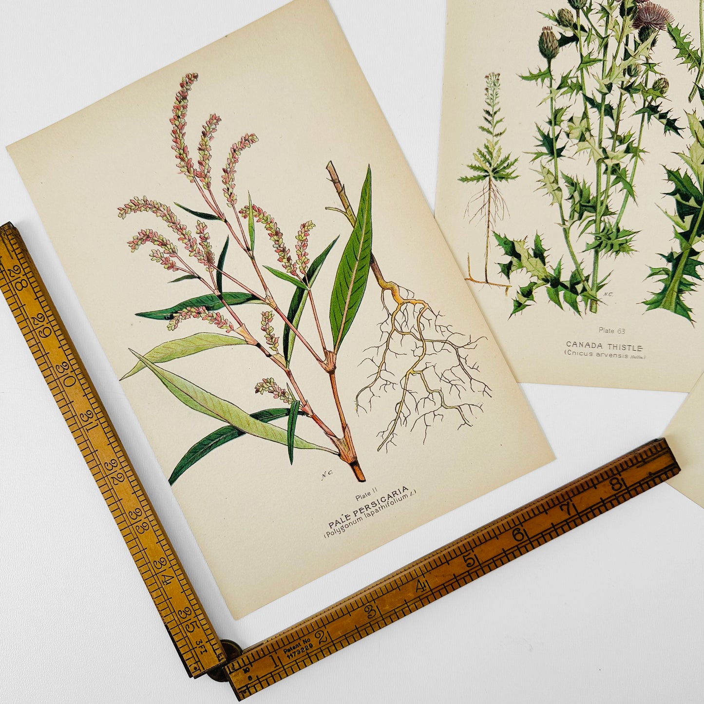 1909 Farm Weeds of Canada Floral 7 by 10 Bookplate Wall Hangings Set of Three