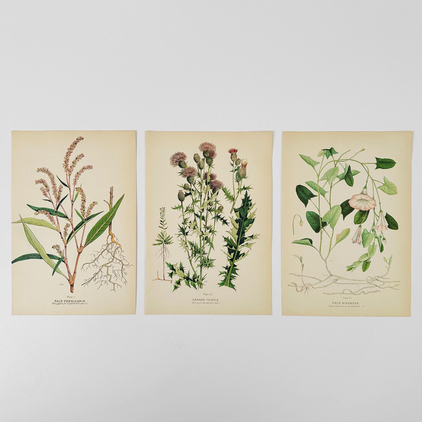 1909 Farm Weeds of Canada Floral 7 by 10 Bookplate Wall Hangings Set of Three