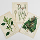 Antique 1909 Farm Weeds of Canada Floral 7 by 10 Bookplate Wall Hangings Set of Three