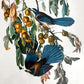 Vintage Mid-Century Audubon 17 by 14 Original Florida Jay Art Print Wall Hanging