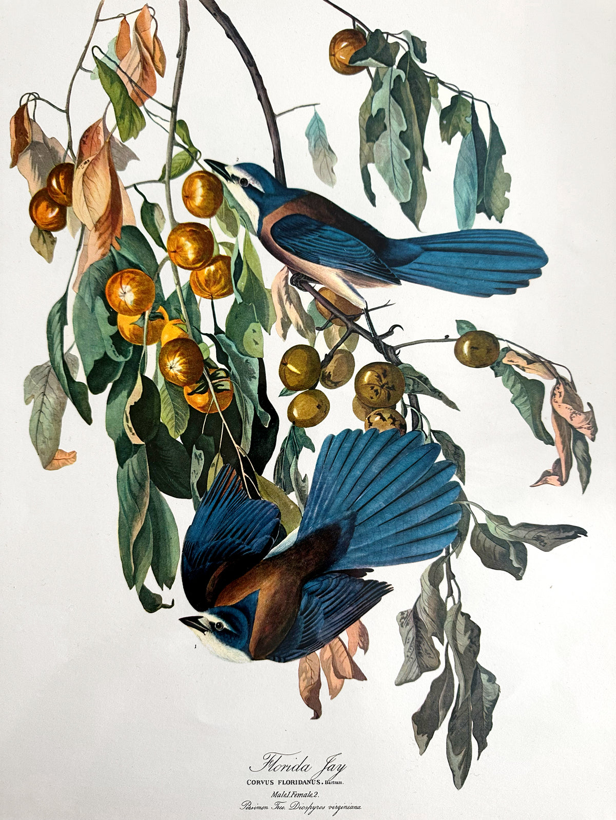 Vintage Mid-Century Audubon 17 by 14 Original Florida Jay Art Print Wall Hanging